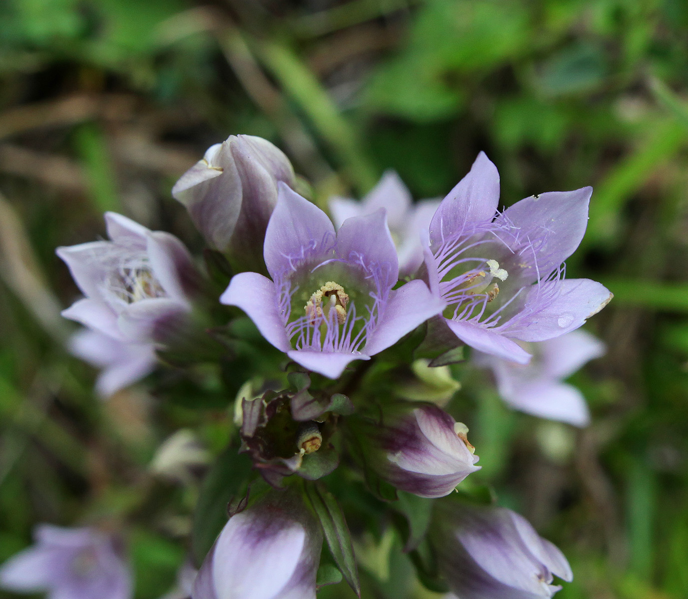 Image of Gentianella biebersteinii specimen.