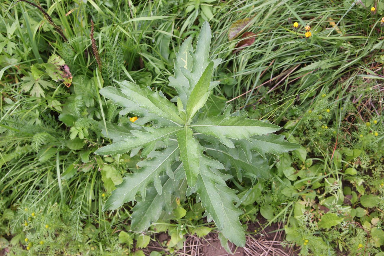 Image of Cirsium arvense specimen.