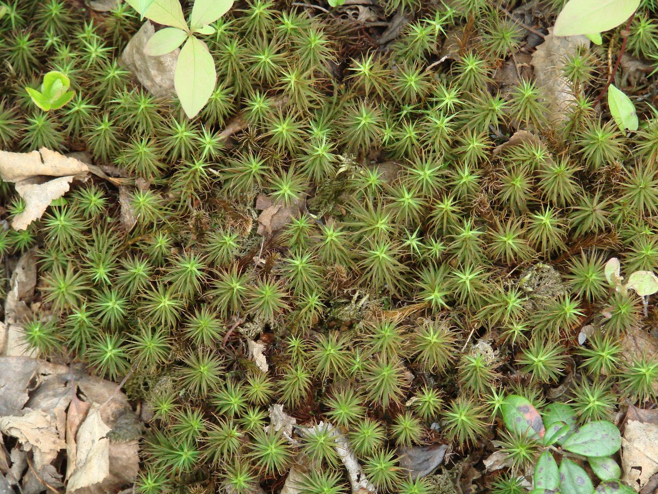 Изображение особи род Polytrichum.