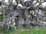 Juniperus niemannii. Невысокий, но широкий и мощный ствол старого растения. Центральная часть Кольского полуострова в районе Кабанреки, лесотундра. 11.07.2006.