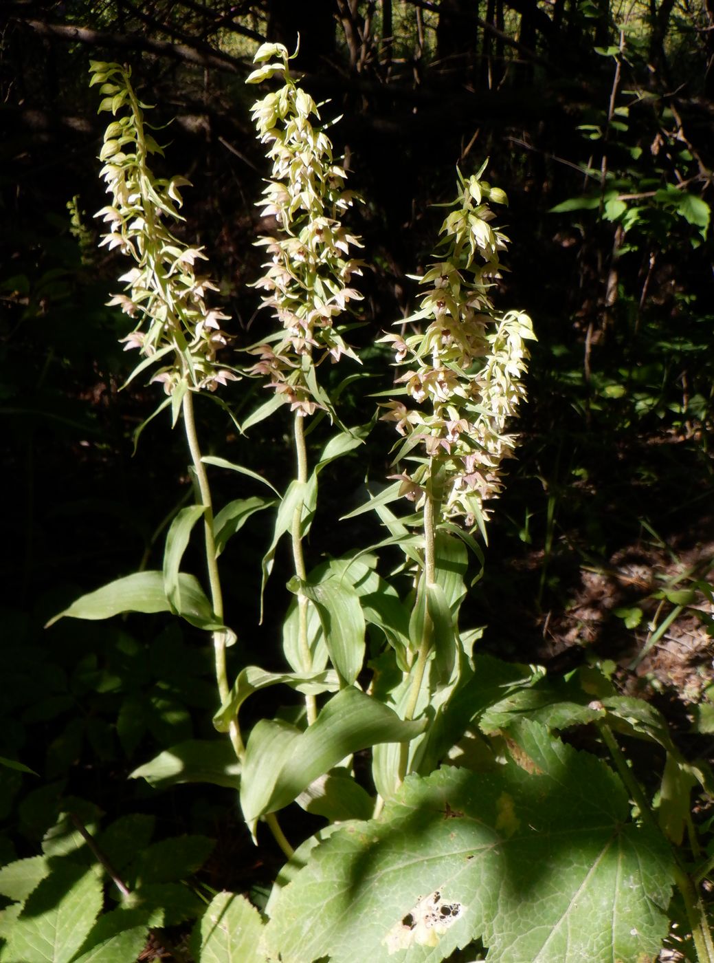 Изображение особи Epipactis helleborine.