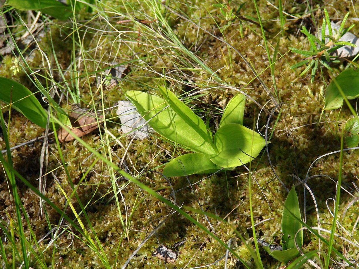 Image of Smilacina trifolia specimen.