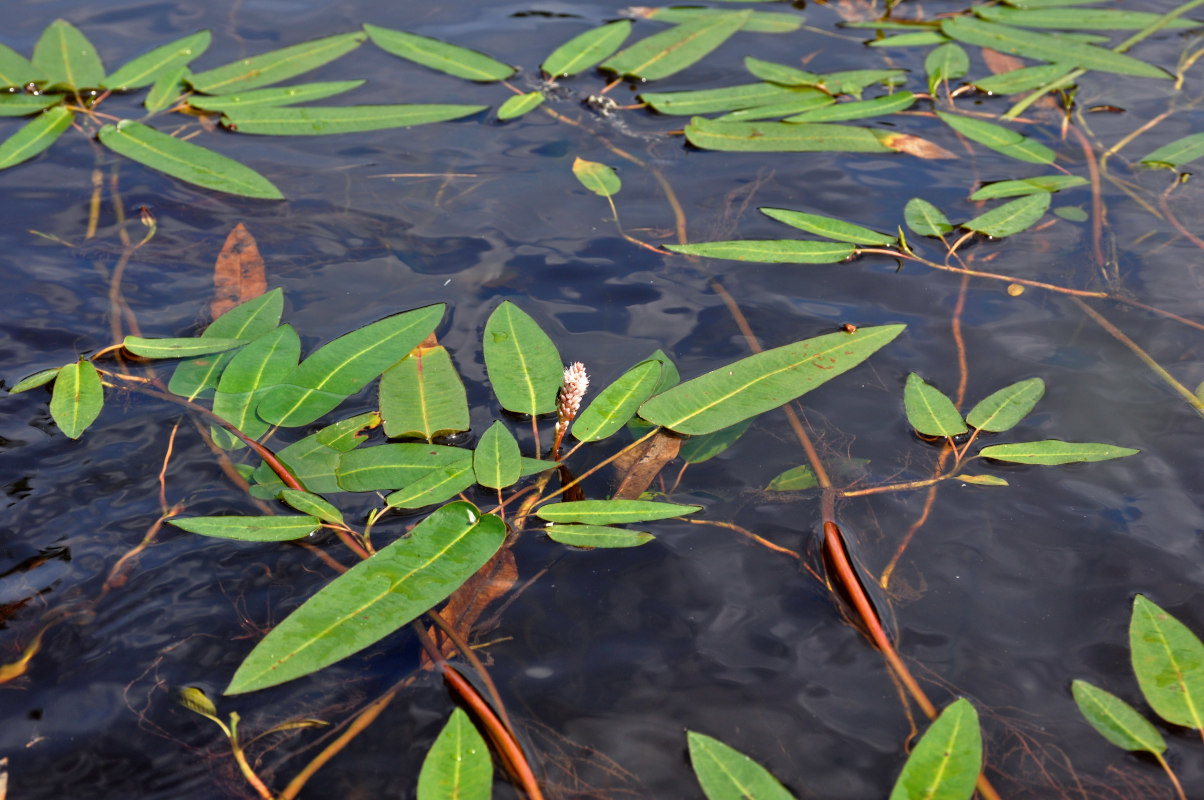 Image of Persicaria amphibia specimen.