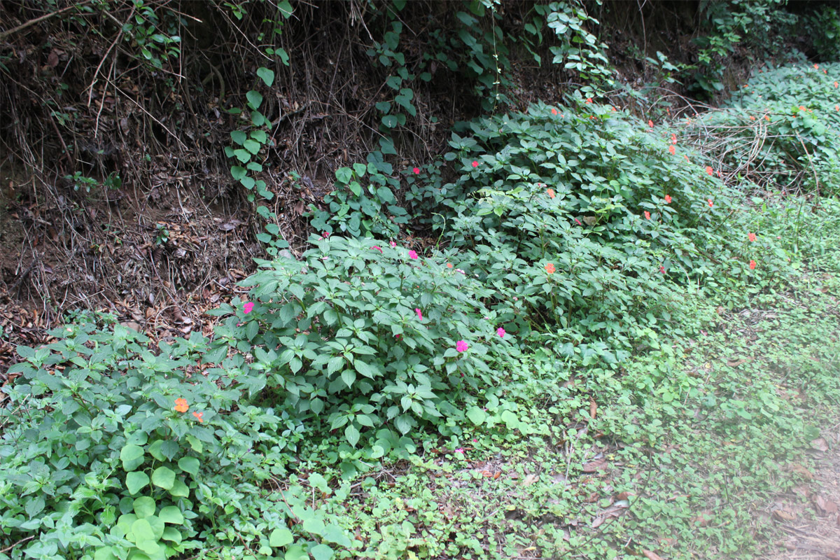 Image of Impatiens walleriana specimen.