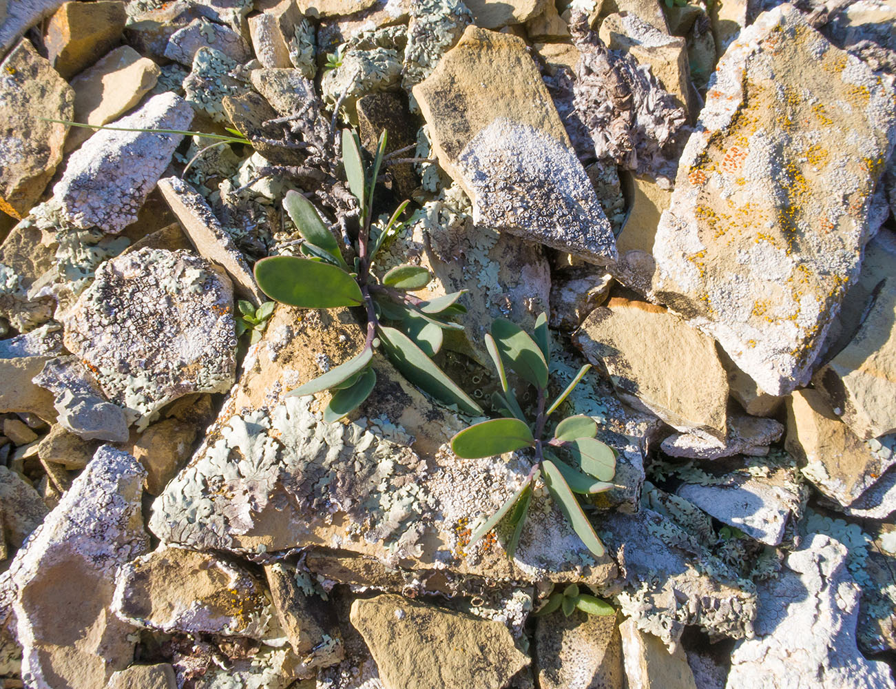 Image of Coronilla scorpioides specimen.