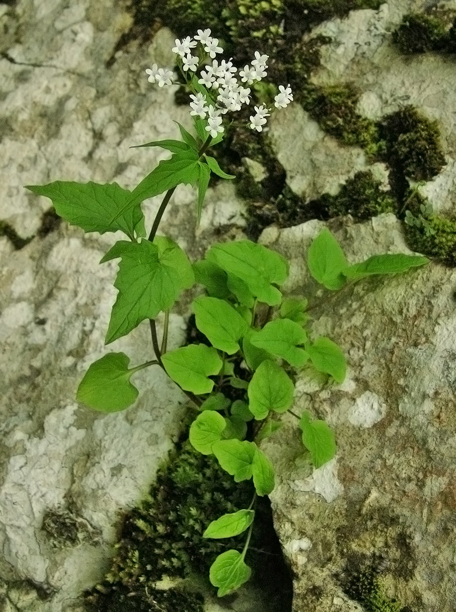 Image of Valeriana tripteris specimen.