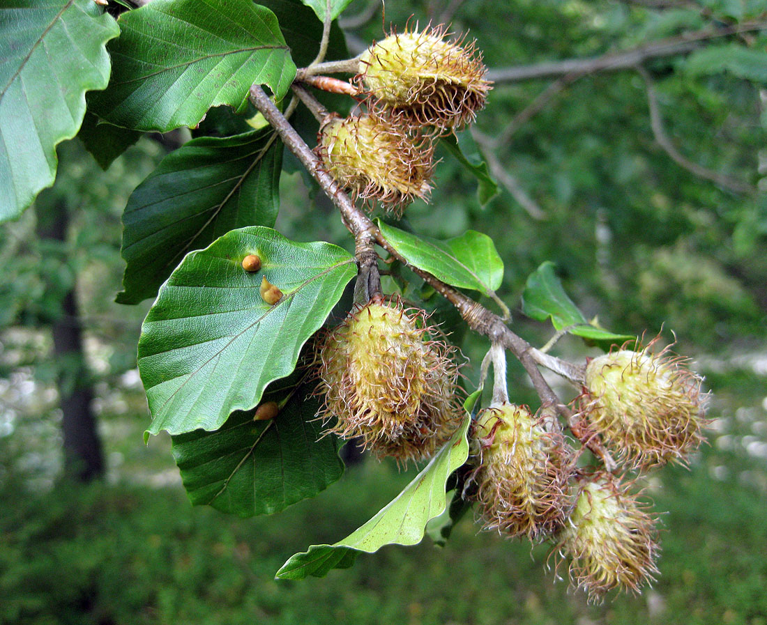 Image of Fagus sylvatica specimen.