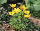 Anemone baissunensis