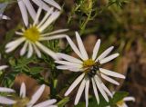 семейство Asteraceae. Соцветие с сидящей мухой. Приморский край, Уссурийский гор. округ, окр. с. Монакино, разнотравный луг на небольшой сопке. 20.09.2016.