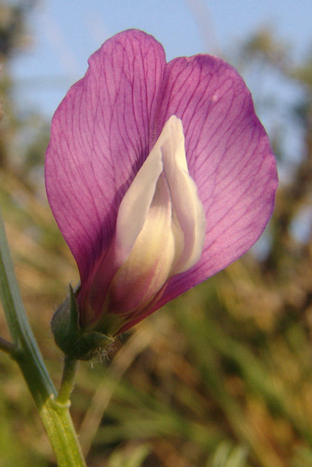 Изображение особи Vicia subvillosa.