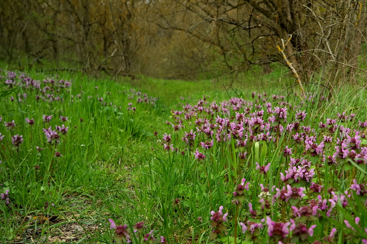 Изображение особи Lamium purpureum.