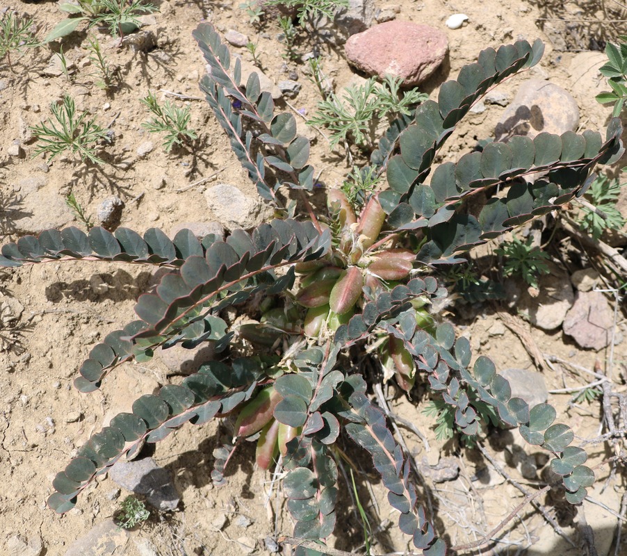 Image of Astragalus fabaceus specimen.