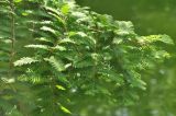 Metasequoia glyptostroboides