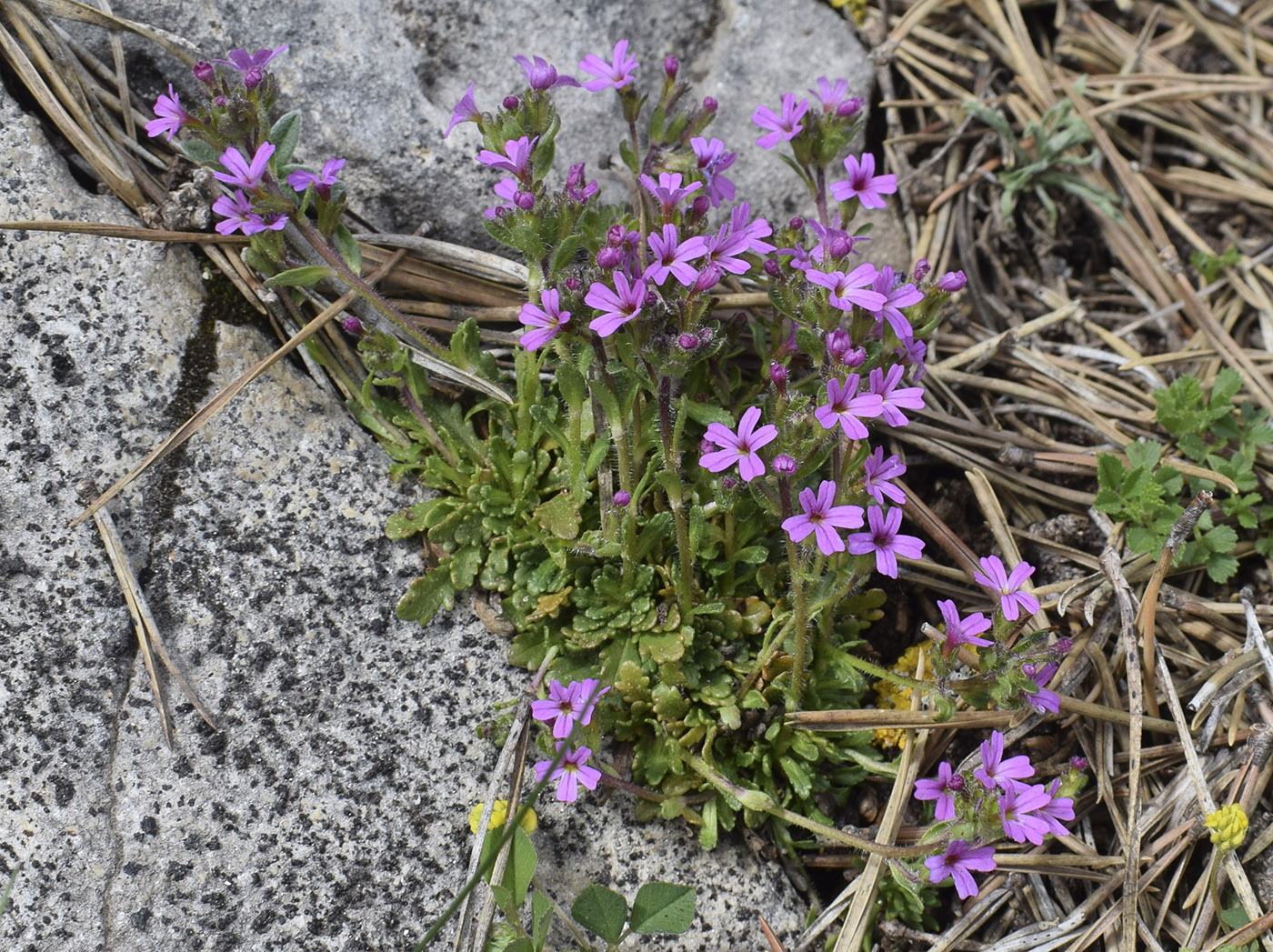 Изображение особи Erinus alpinus.