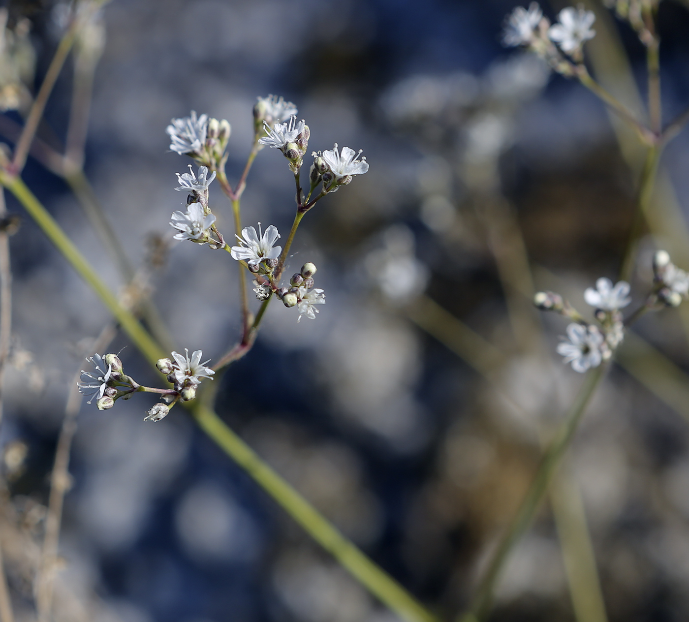 Изображение особи Gypsophila altissima.