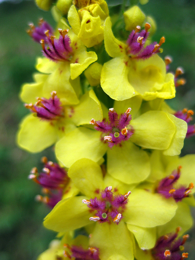 Изображение особи Verbascum nigrum.