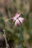 род Dianthus