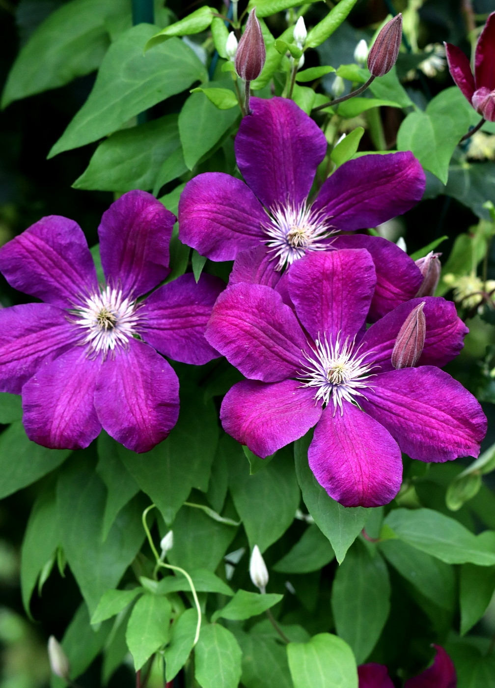 Image of Clematis × jackmanii specimen.
