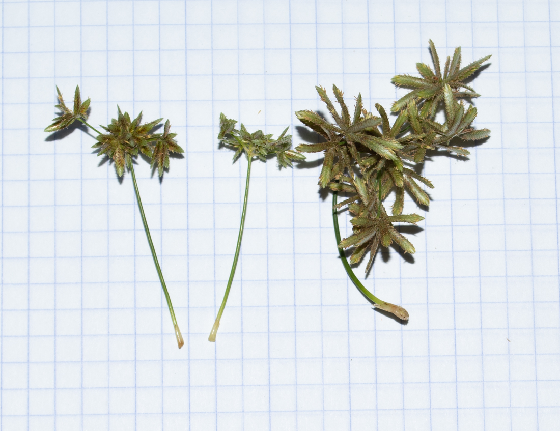 Image of Cyperus involucratus specimen.