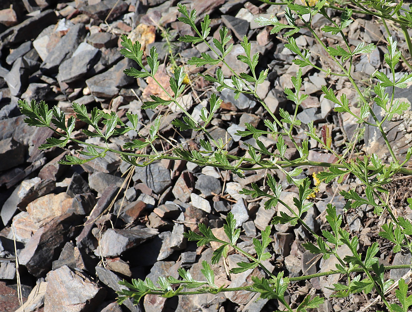 Image of Ferula sumbul specimen.