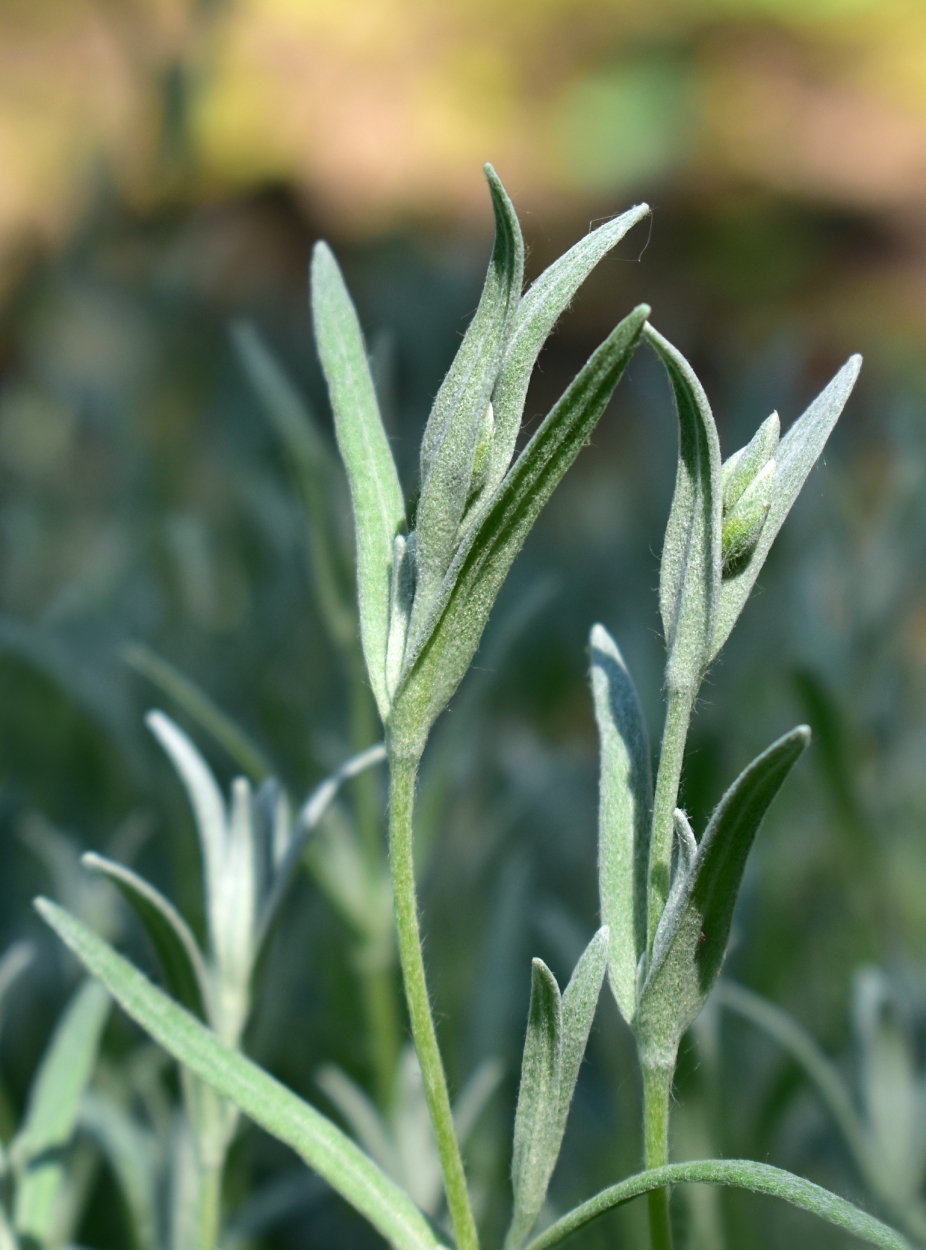 Image of Cerastium tomentosum specimen.