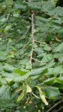 Tilia begoniifolia