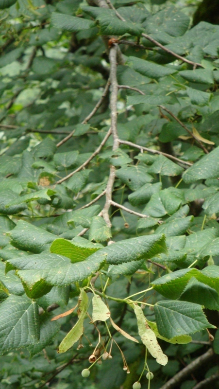 Изображение особи Tilia begoniifolia.