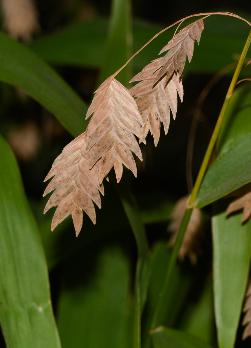Изображение особи Chasmanthium latifolium.