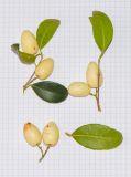 genus Elaeodendron