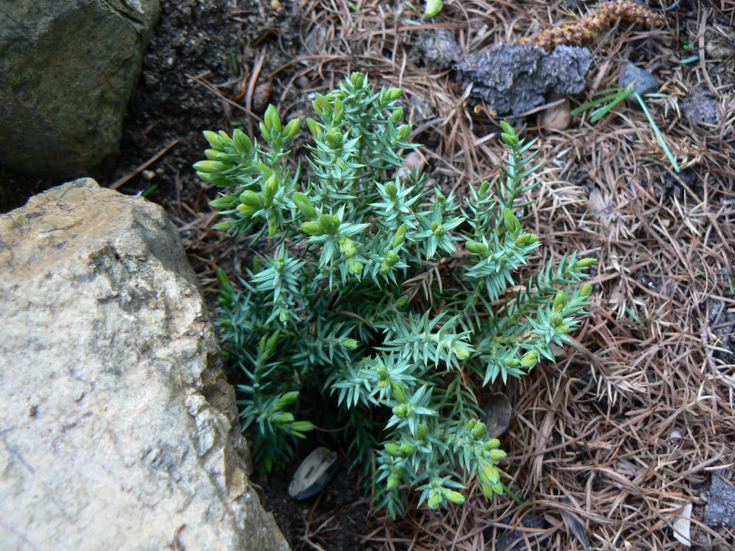 Изображение особи Juniperus communis var. saxatilis.