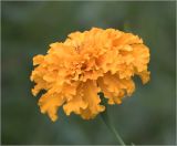 Tagetes erecta