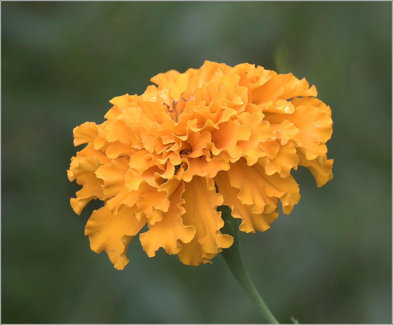 Изображение особи Tagetes erecta.