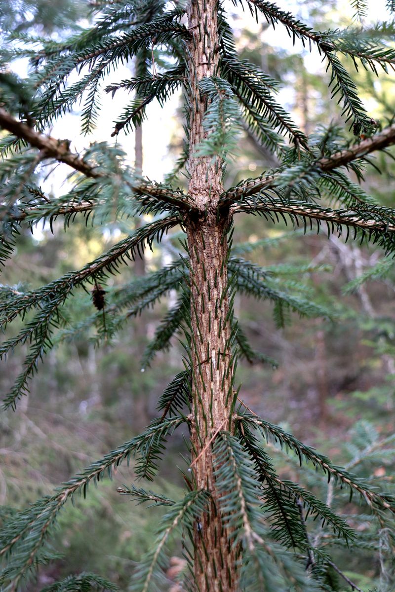 Image of Picea abies specimen.