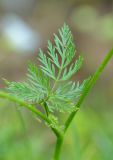 Chaerophyllum rubellum. Лист. Республика Северная Осетия-Алания, Ирафский р-н, Большой Кавказ, правый берег р. Даргонком, у начала морены ледника Донисарцете, ≈ 2640 м н.у.м., влажный берег ручья. 05.07.2021.