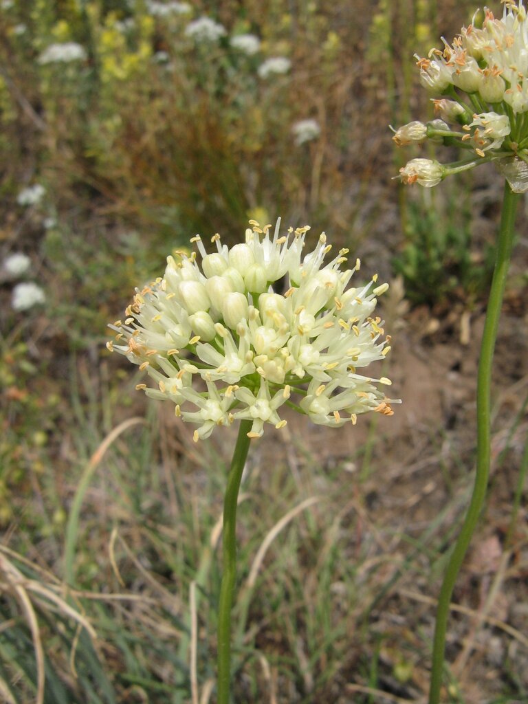 Изображение особи Allium denudatum.