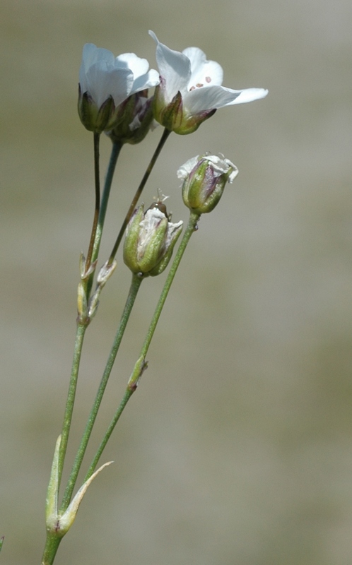 Image of Eremogone formosa specimen.