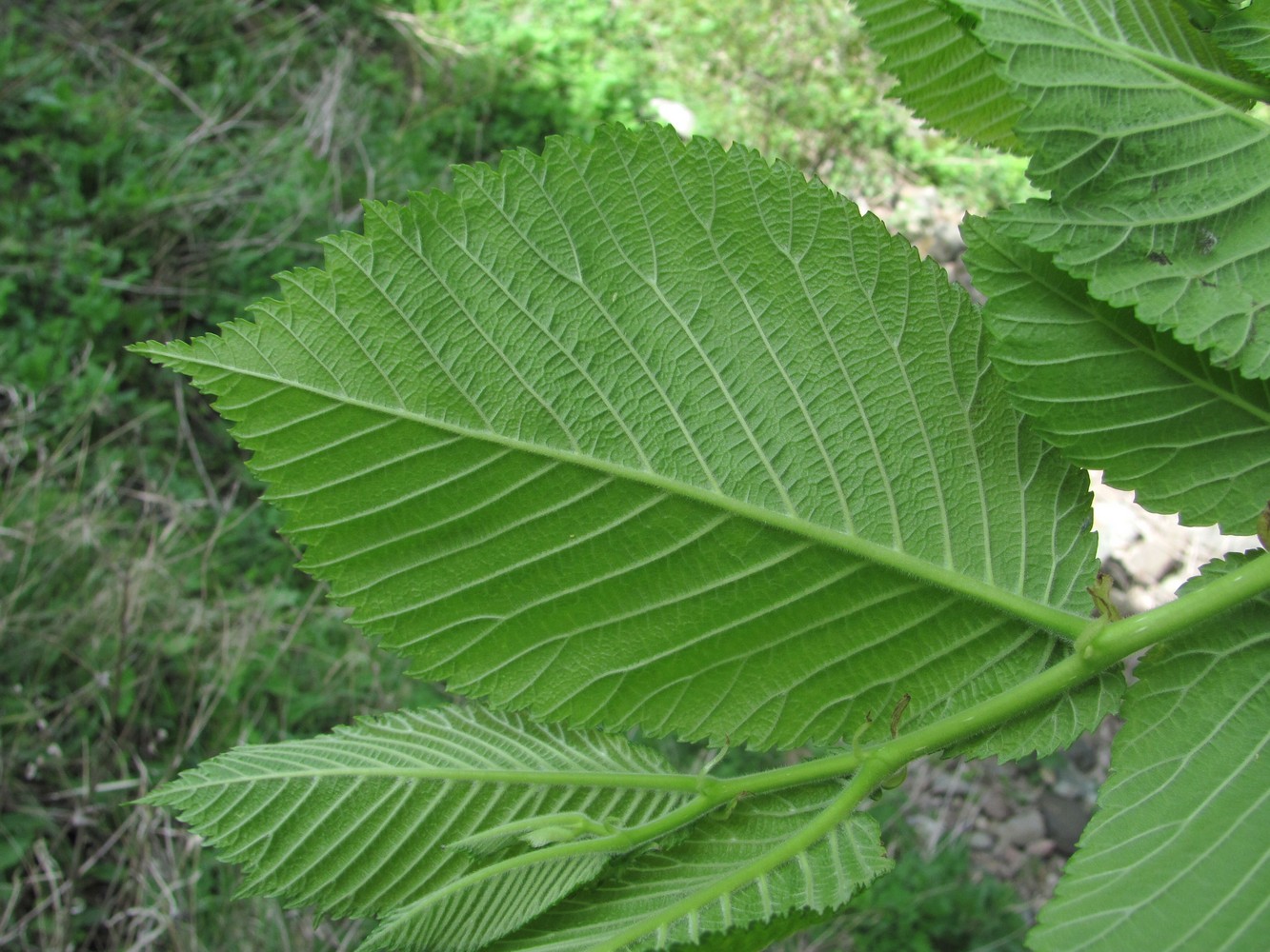 Изображение особи Ulmus glabra.