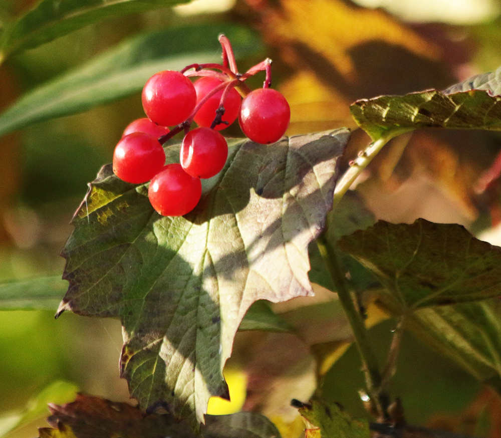 Image of Viburnum opulus specimen.