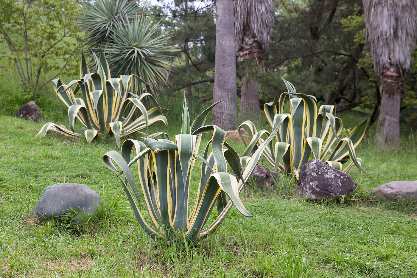 Image of Agave americana var. marginata specimen.