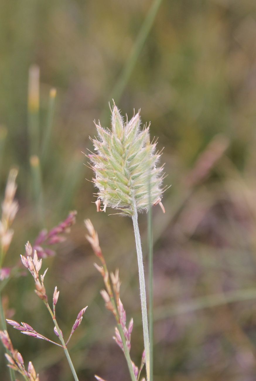 Изображение особи Agropyron erickssonii.