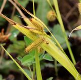 Carex pseudocyperus. Верхушка побега с соплодиями и отцветшим мужским соцветием. Московская обл., Одинцовский р-н, окр. г. Кубинка, окр. водохранилища Трасна, обочина бетонной дороги, глинистая почва. 30.07.2021.