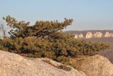 Pinus pallasiana