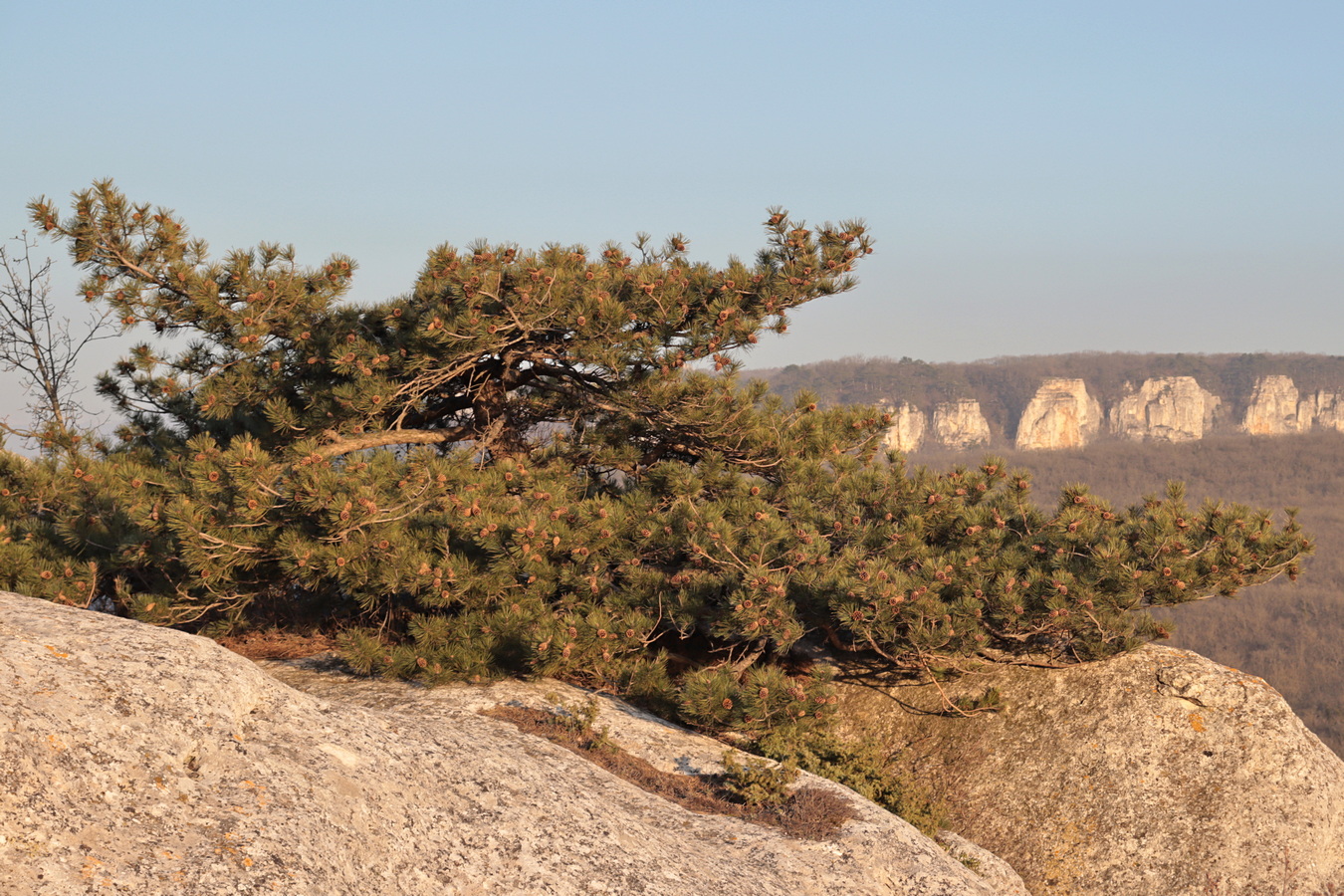 Изображение особи Pinus pallasiana.