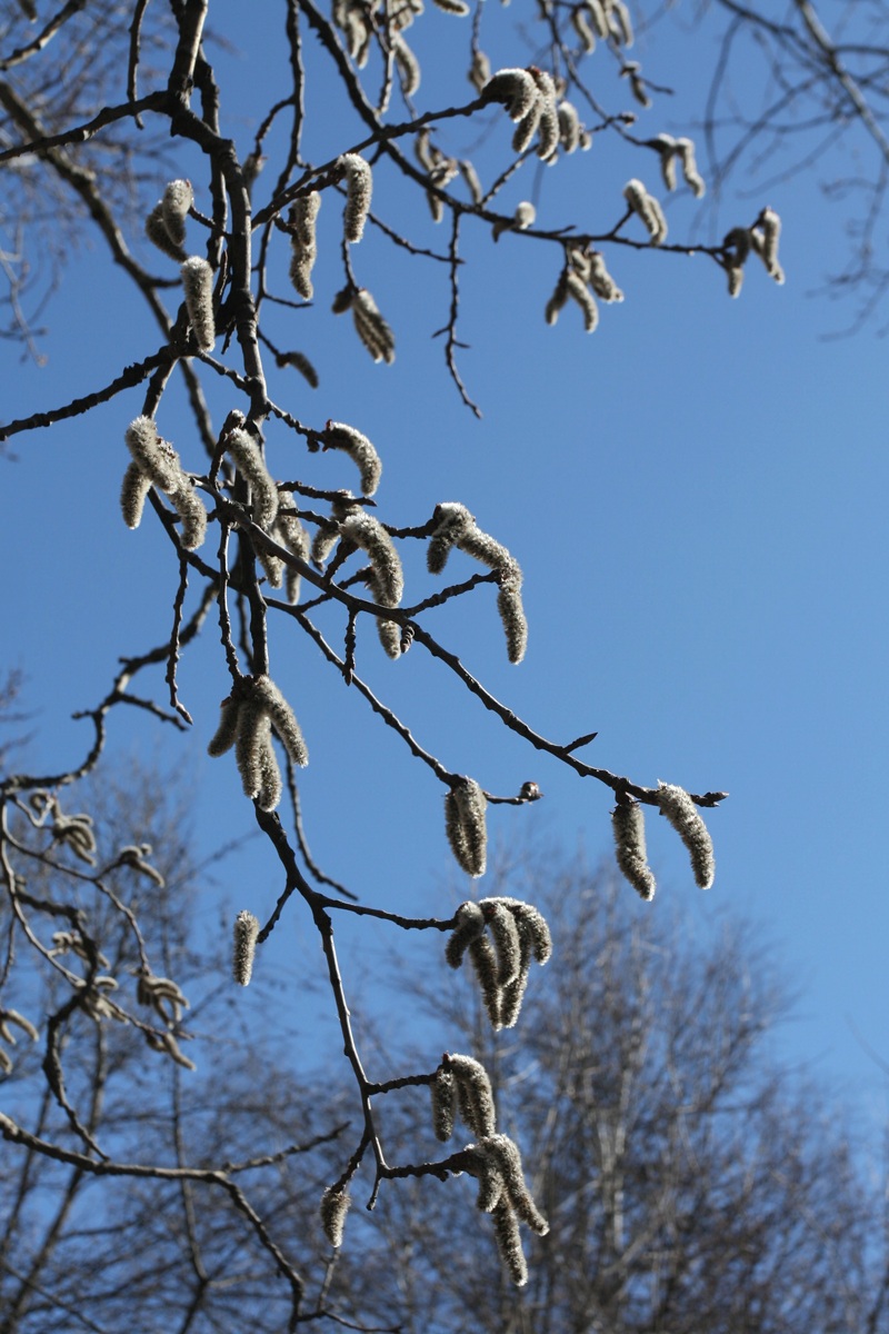 Image of Populus tremula specimen.