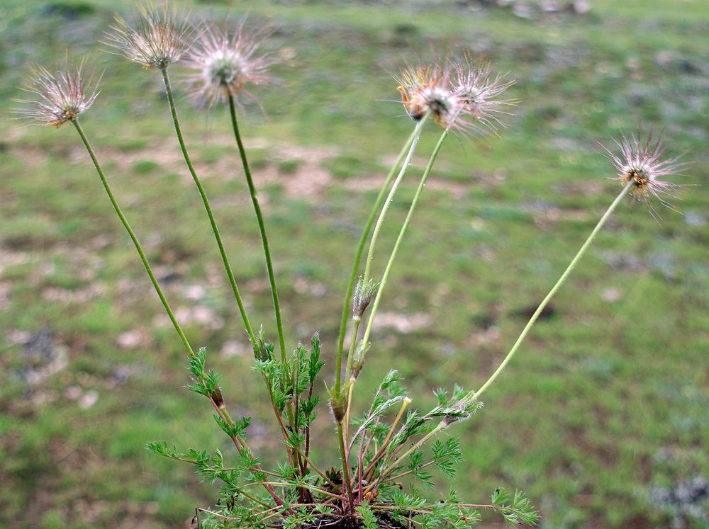 Изображение особи Pulsatilla albana.