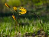 Tulipa biebersteiniana. Верхушка цветущего побега. Башкортостан, Зилаирский р-н, Матраевский сельсовет, окр. дер. Староякупово, долина р. Сакмара ниже устья р. Крепостной Зилаир, склон прибрежного скальника. 29 апреля 2022 г.