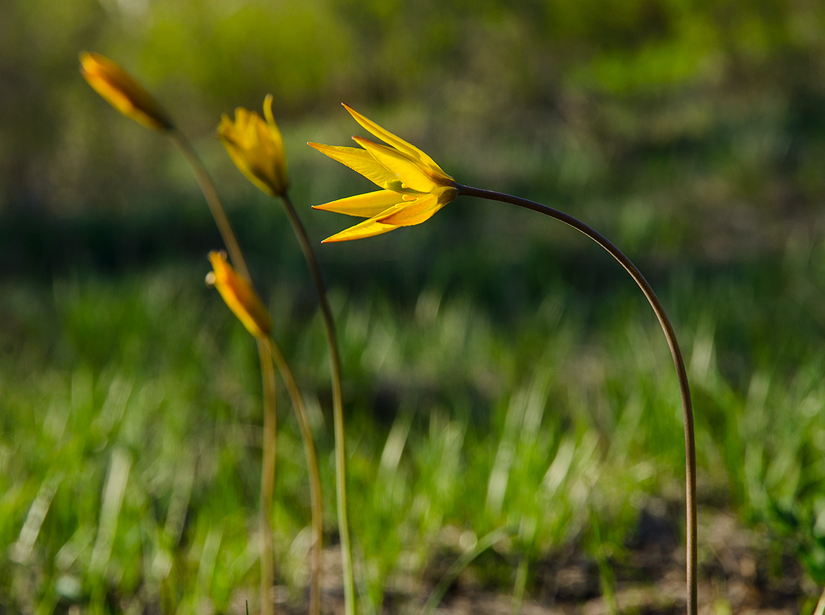 Image of Tulipa biebersteiniana specimen.