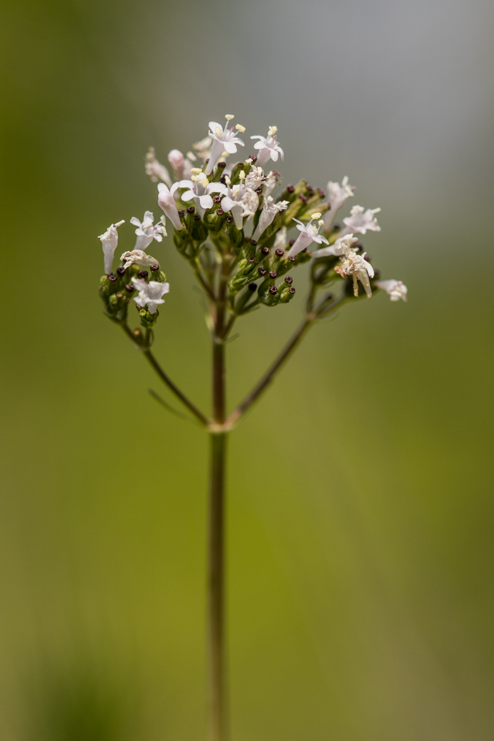 Изображение особи Valeriana tuberosa.