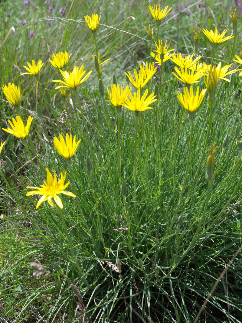 Изображение особи Tragopogon filifolius.