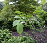 Corylopsis sinensis